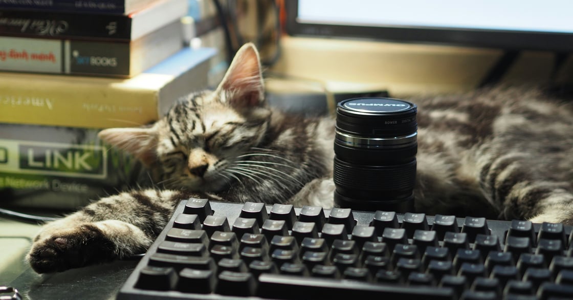 Kat der ligger og sover ved et keyboard